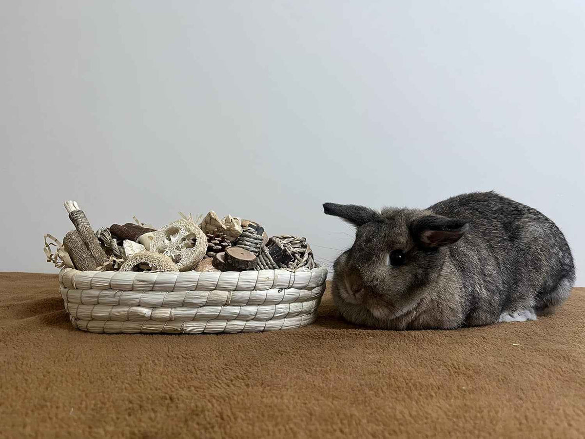 31PCS Natural Rabbit Chew Toys Set for Small Pets Dental Care