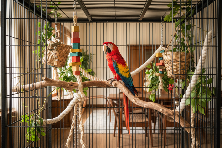 Beyond the Seed Bowl: How to Keep Your Bird Mentally Stimulated and Nutritionally Thriving