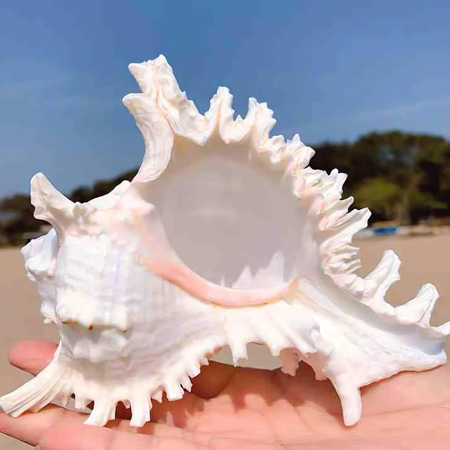 Natural Conch Shell Aquarium Decor Large Fish Tank Hideout