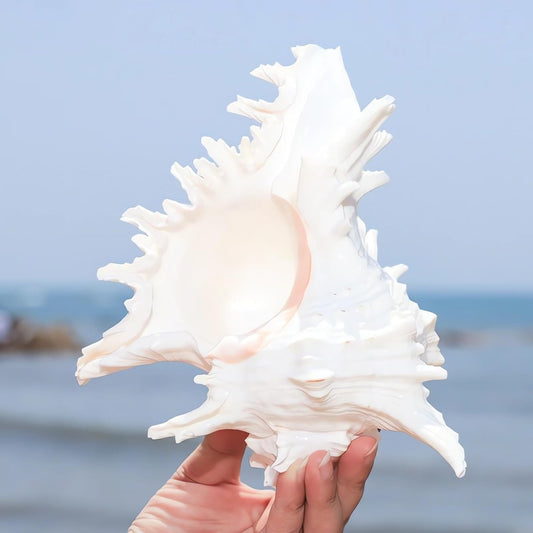 Natural Conch Shell Aquarium Decor Large Fish Tank Hideout