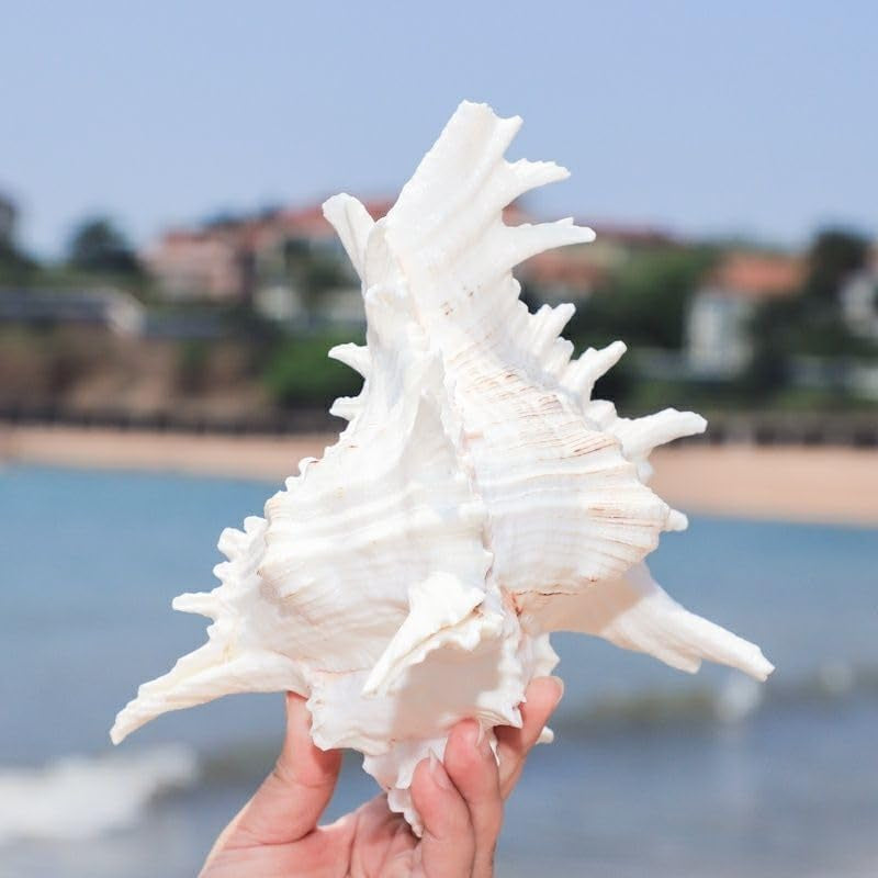 Natural Conch Shell Aquarium Decor Large Fish Tank Hideout