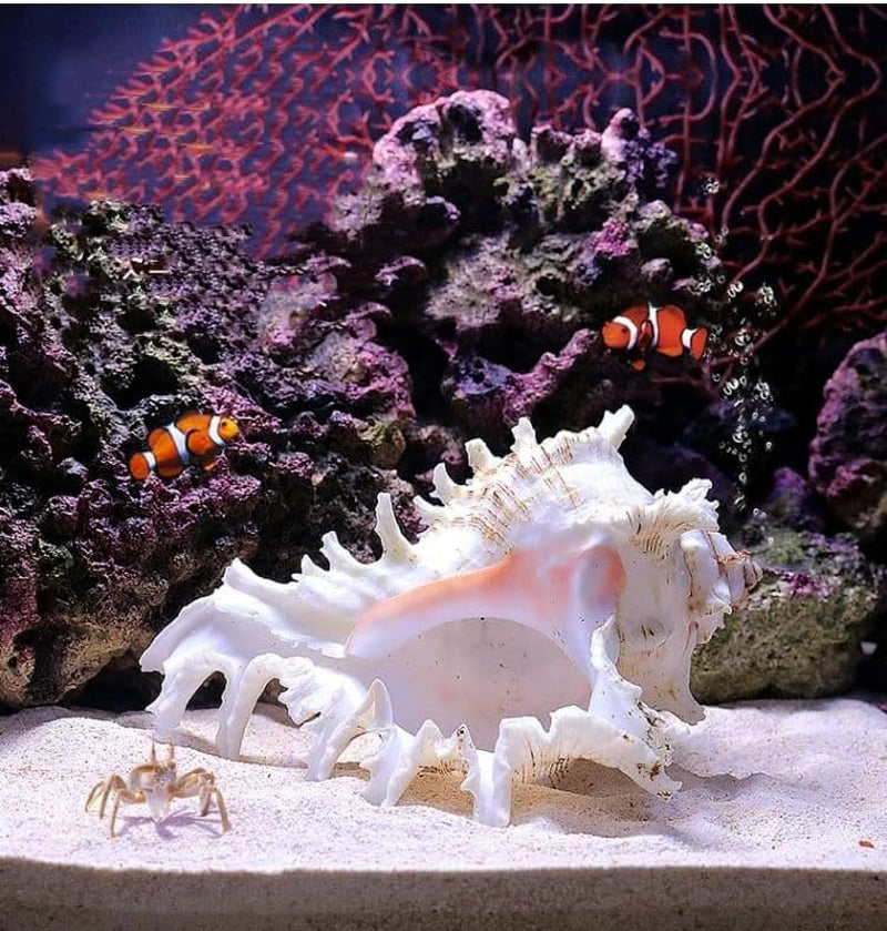 Natural Conch Shell Aquarium Decor Large Fish Tank Hideout Default Title