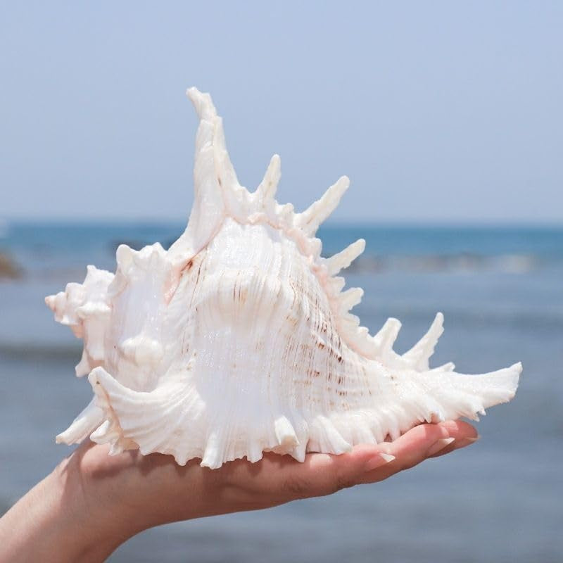Natural Conch Shell Aquarium Decor Large Fish Tank Hideout
