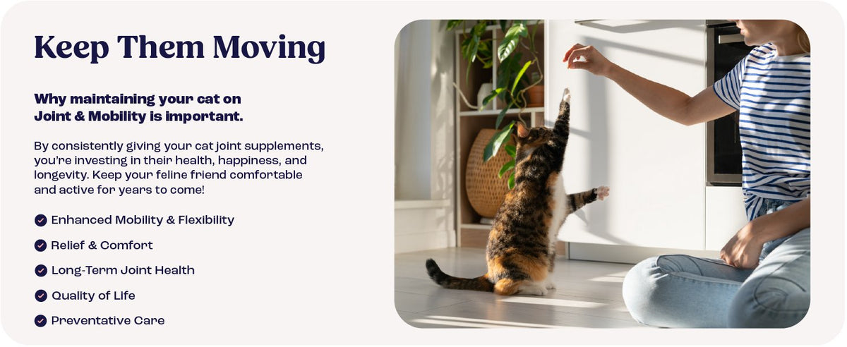 Cat Joint Supplement Chondroitin Mobility Support Natural Formula