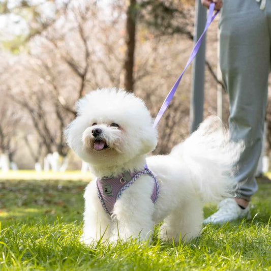 Reflective Harness and Leash Set for Small Dogs & Cats
