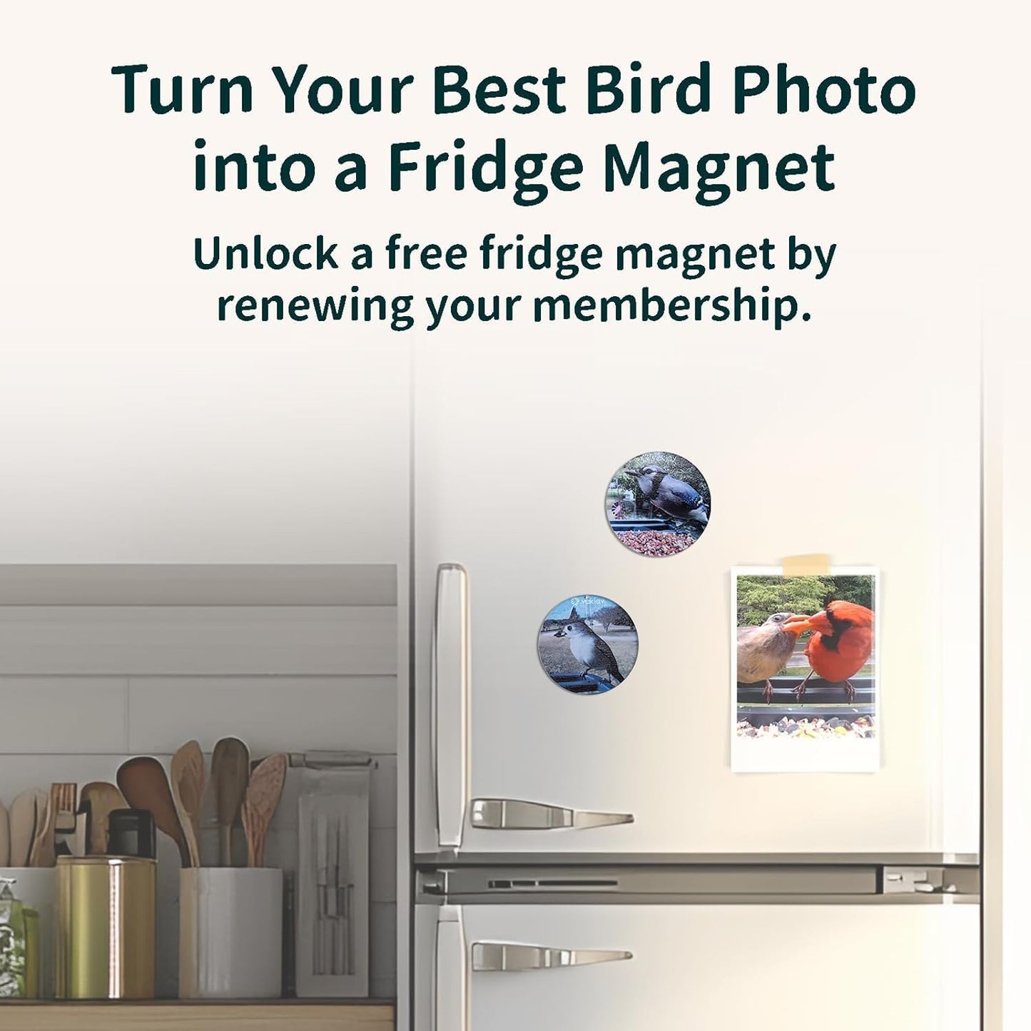 Smart Bird Feeder with Camera, 2K HD, Solar Power & AI Bird ID