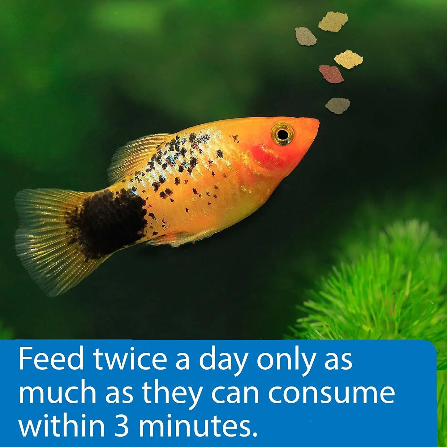 API Tropical Flakes Fish Food 5.7oz High Protein Clean Water Formula