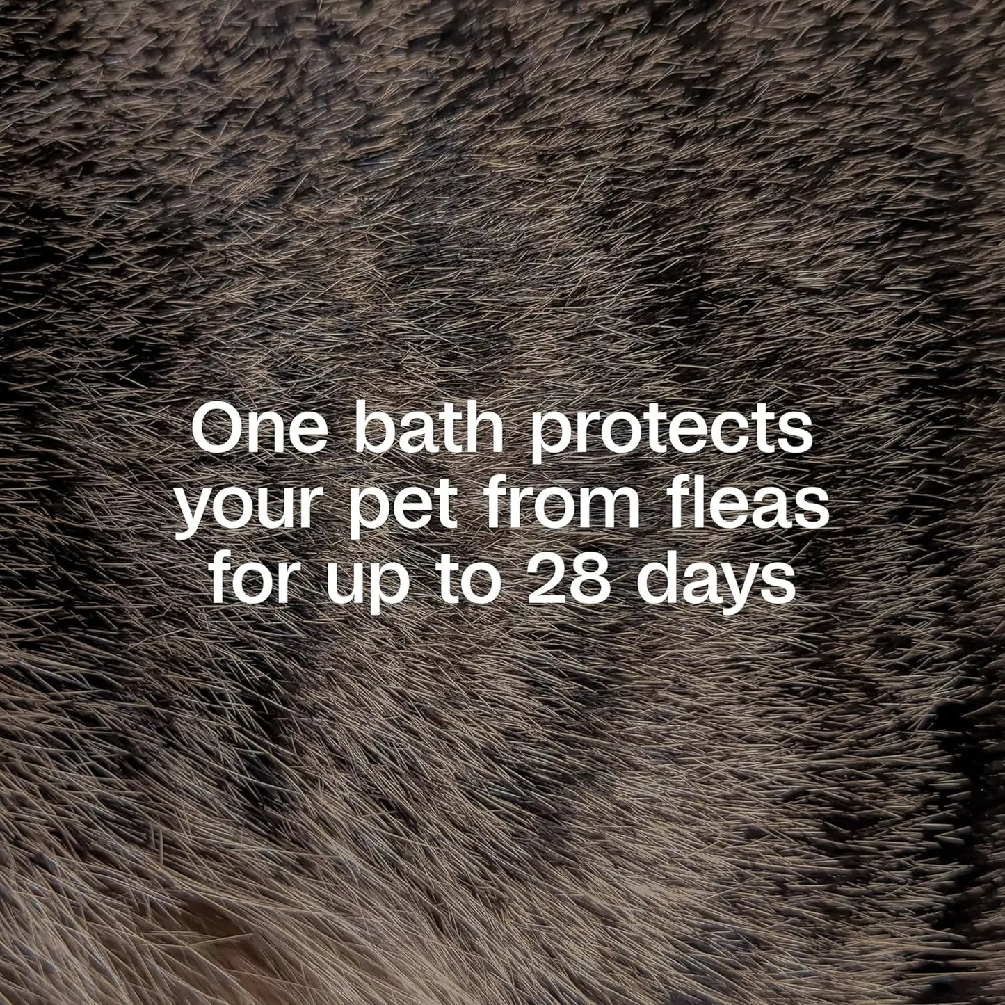 Adams Plus Flea & Tick Shampoo with Precor IGR – Kills Fleas, Ticks & Lice, 12 oz