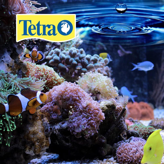 Betta Water Conditioner Tetra Aquarium Chlorine Chloramine Remover 50ml 2 Pack