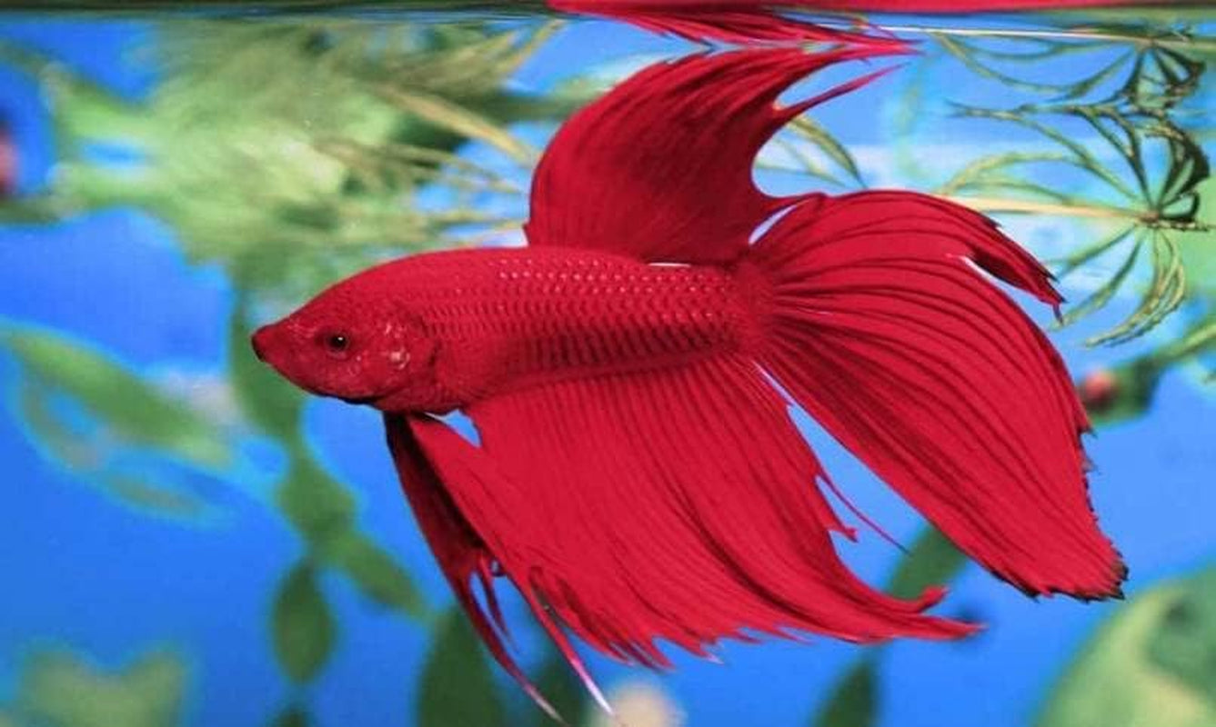 Betta Water Conditioner Tetra Aquarium Chlorine Chloramine Remover 50ml 2 Pack