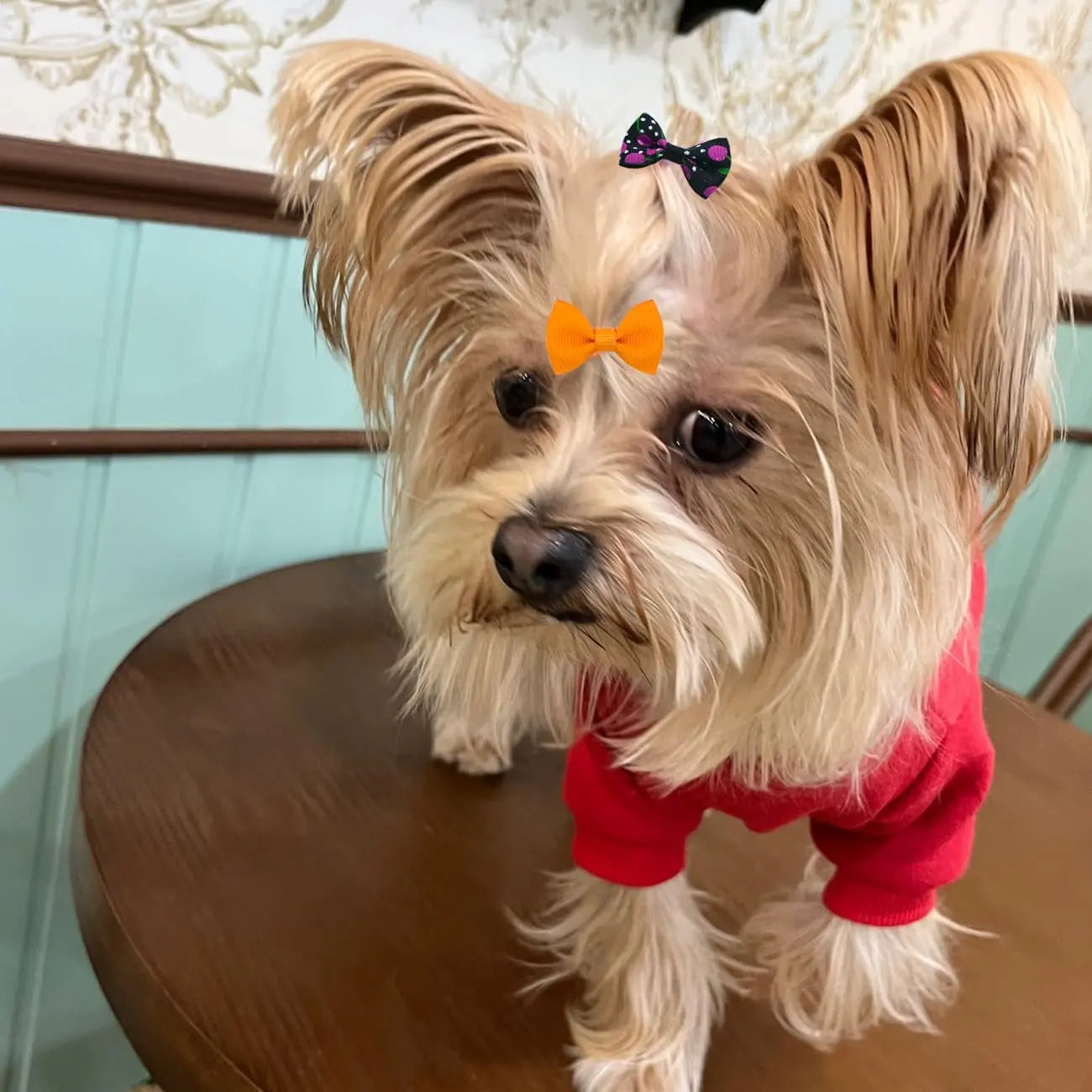 Dog Hair Bows Clips 40PCS Colorful Ribbon Accessories Small Dogs Grooming