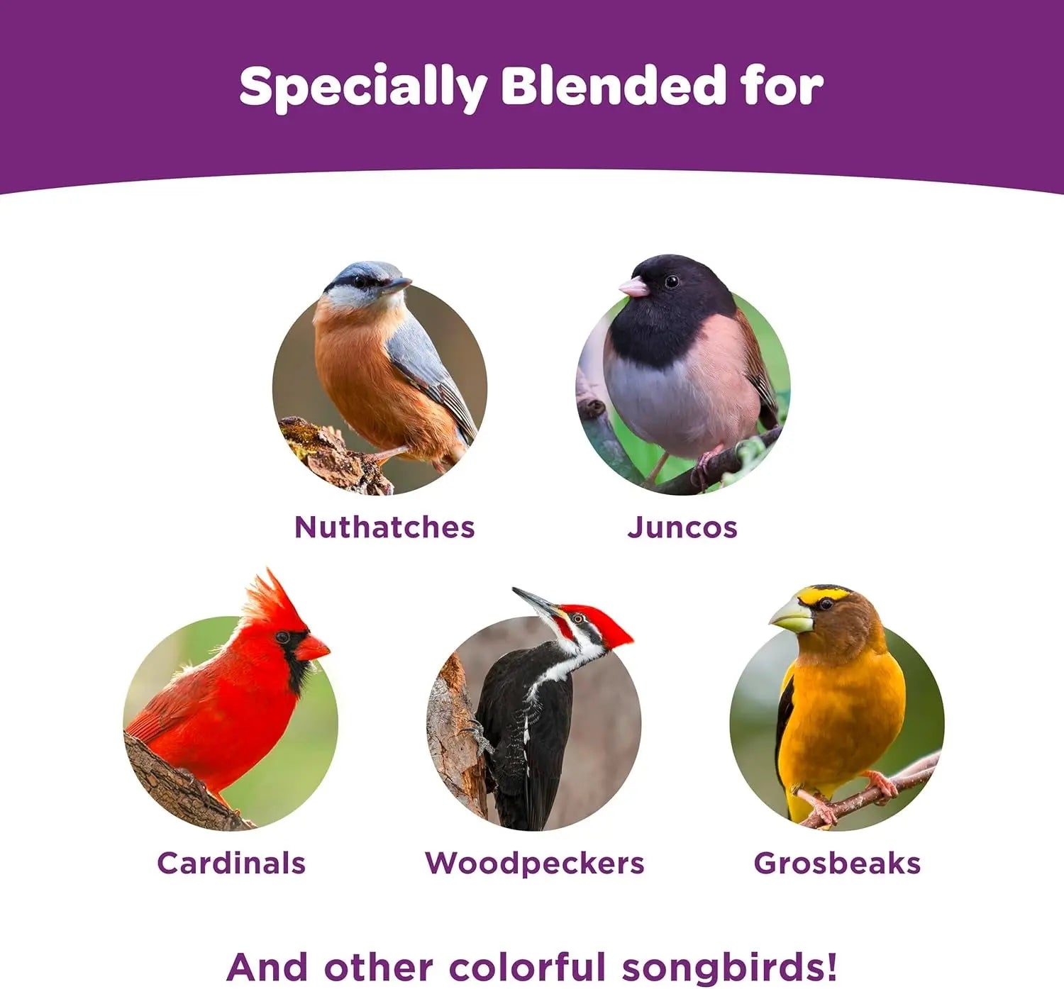 Kaytee Nut & Fruit Wild Bird Seed Blend, 5 lb – Premium Songbird Food Mix