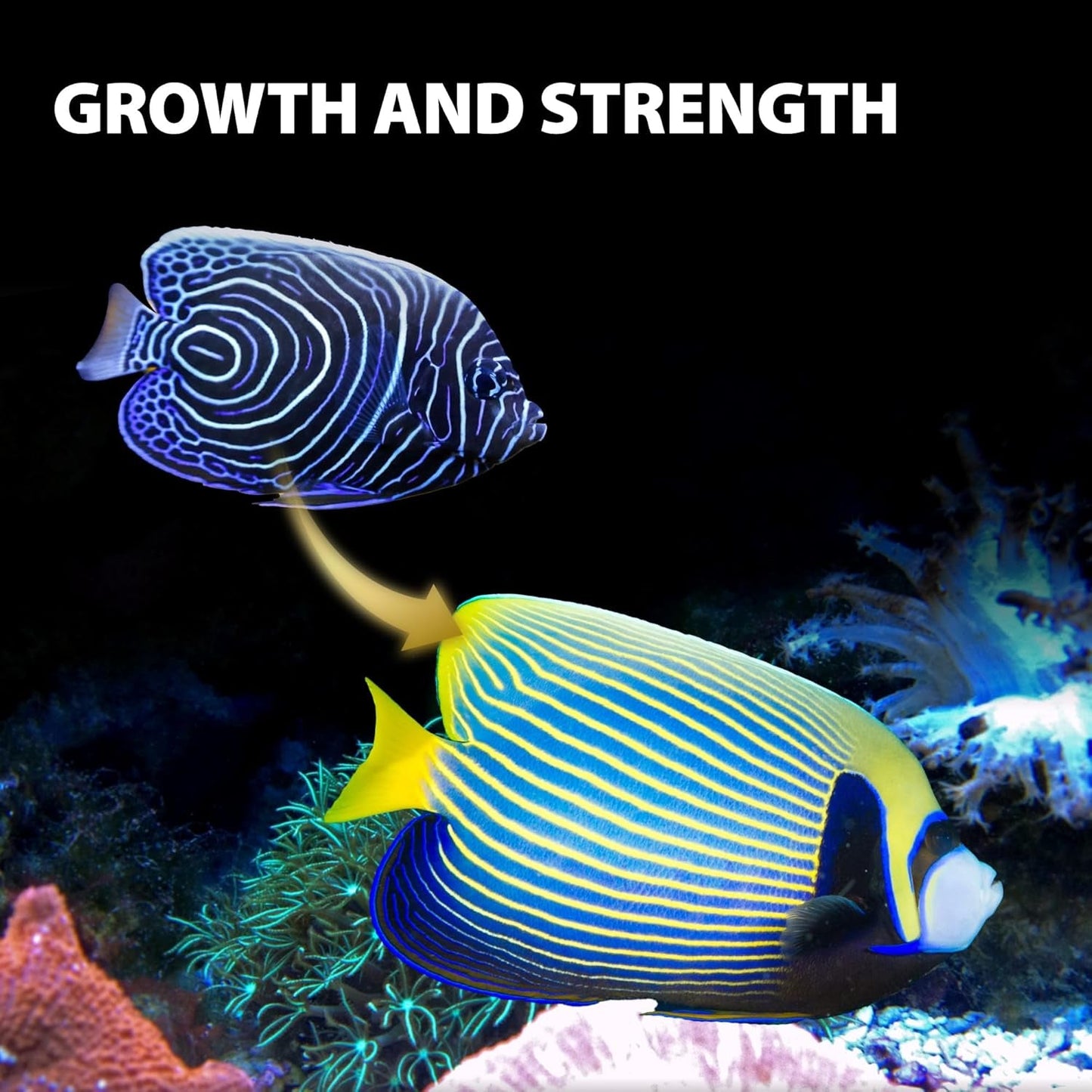 Marine Fish Sinking Pellets Clownfish Saltwater Food Probiotic 2.65oz