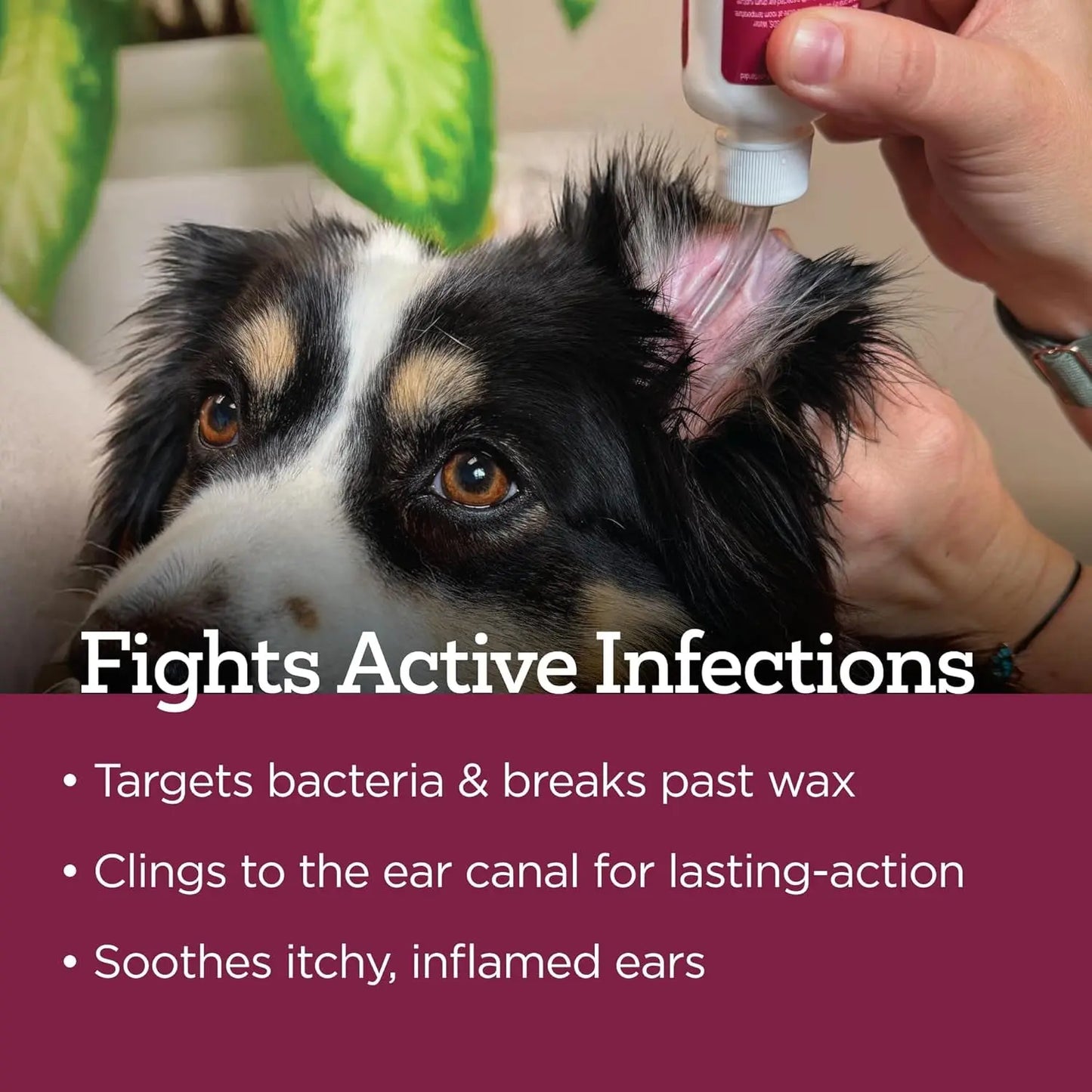 Dog Ear Drops 2oz Itch Relief Otic Infection Support