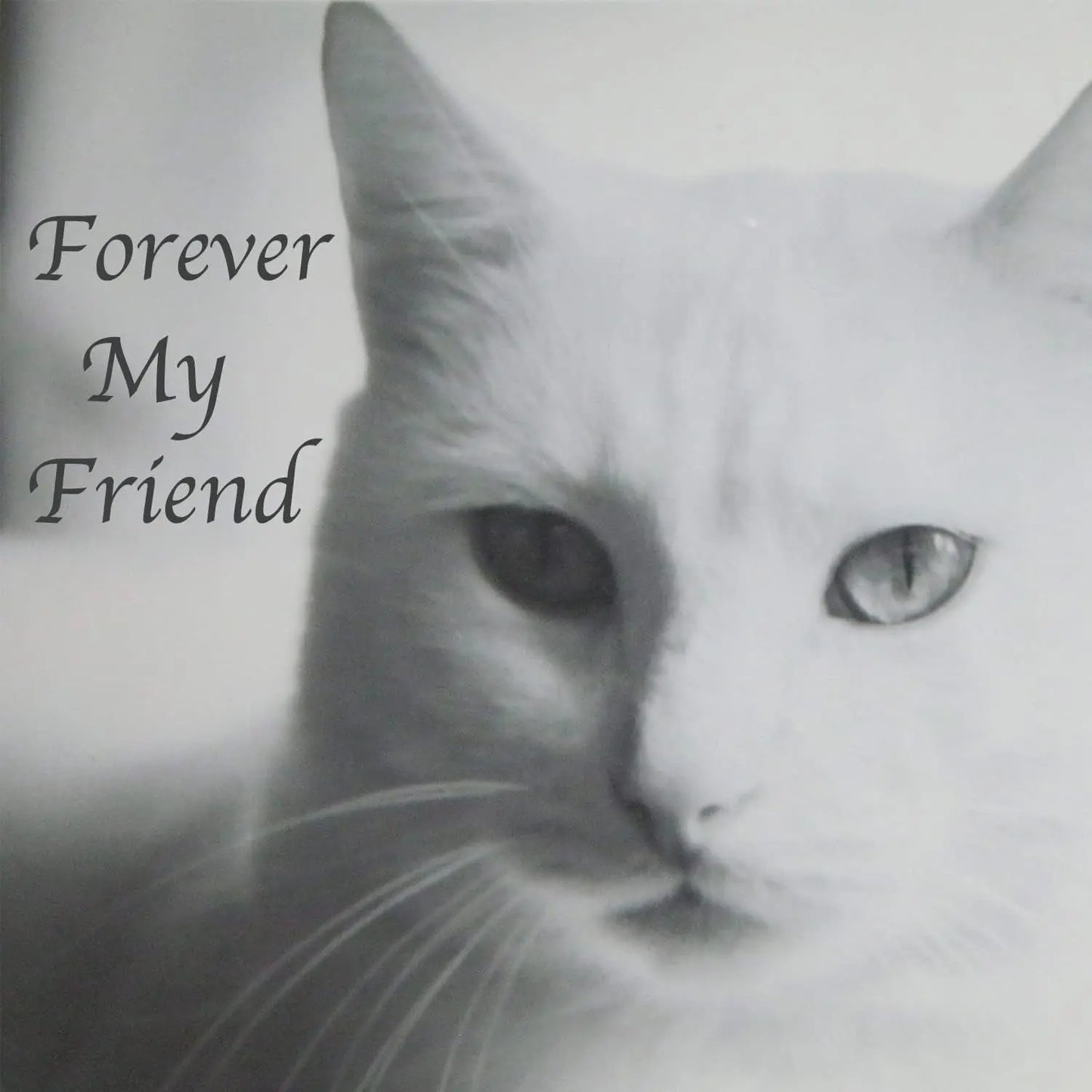 Stainless Steel Pet Memorial Urn for Cats & Small Dogs with Secure Lid Keepsake