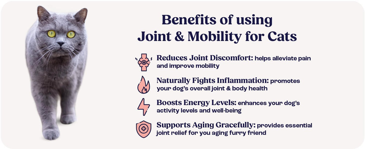 Cat Joint Supplement Chondroitin Mobility Support Natural Formula