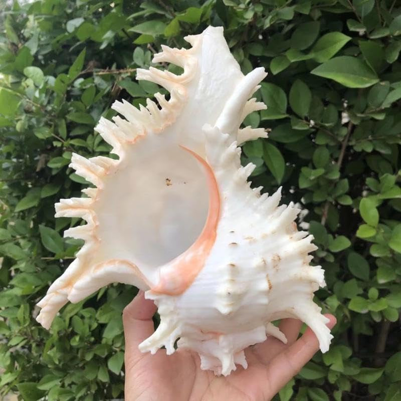 Natural Conch Shell Aquarium Decor Large Fish Tank Hideout