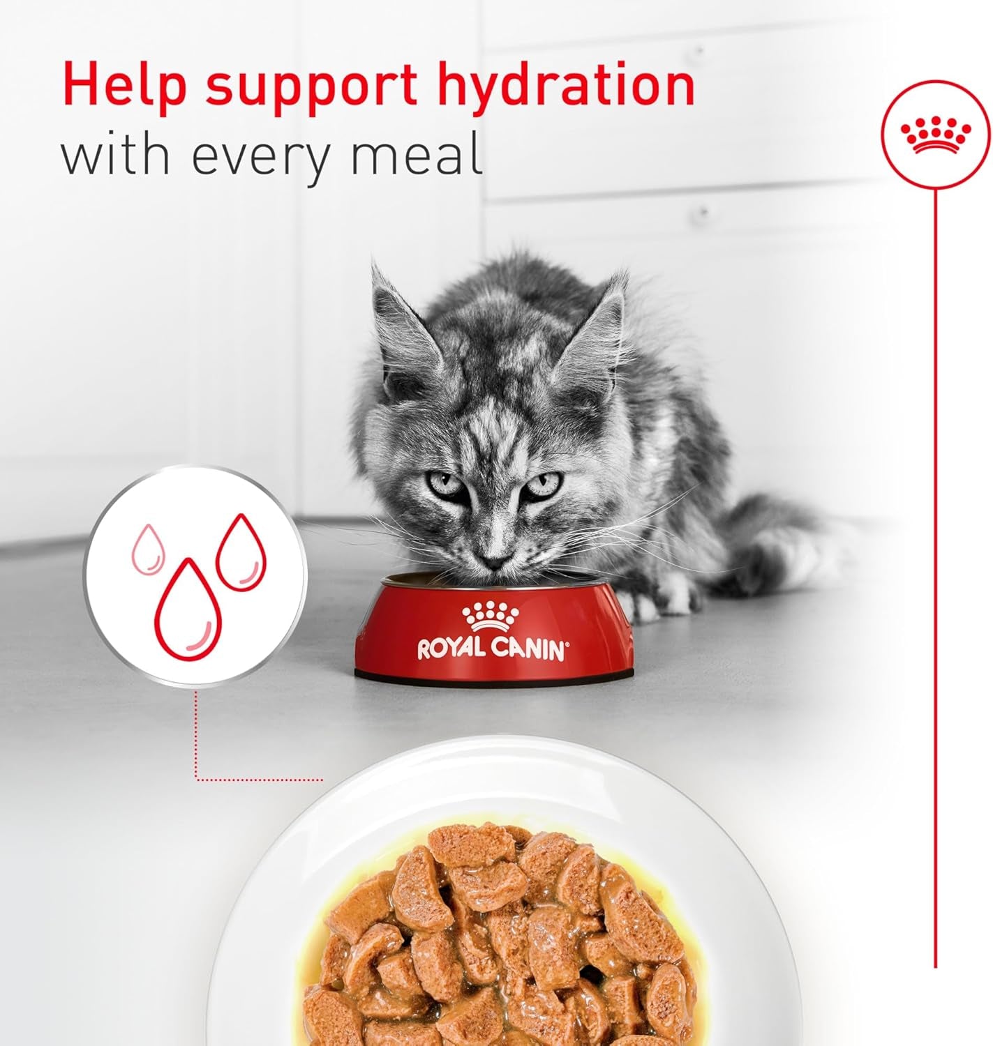 Senior Cat Wet Food 11+ Royal Canin Aging Thin Slices Gravy 3oz 12 Pack